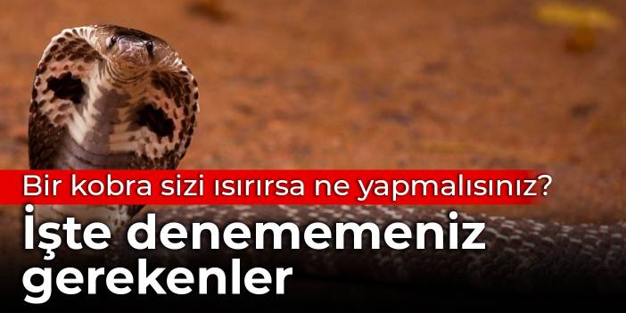 Bir kobra sizi ısırırsa ne yapmalısınız? İşte denememeniz gerekenler