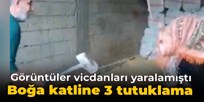 Mardin'deki boğa katline 3 tutuklama