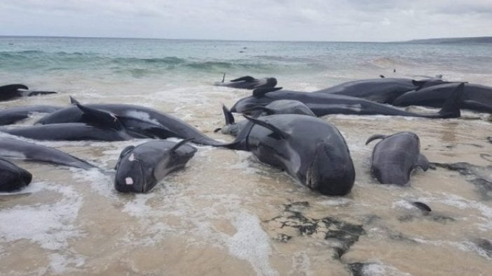 Avustralya sahilinde şoke eden görüntü… Yüzlerce pilot balina karaya vurdu