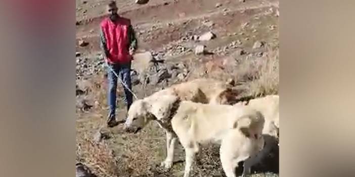 Köpek dövüştürüp kayda alan 3 şüpheliden biri tutuklandı