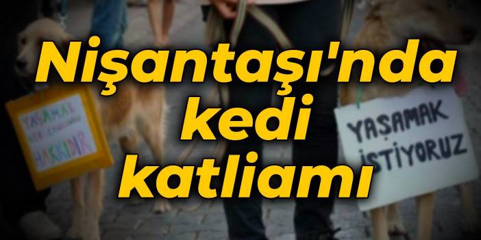 Nişantaşı'nda kedi katliamı