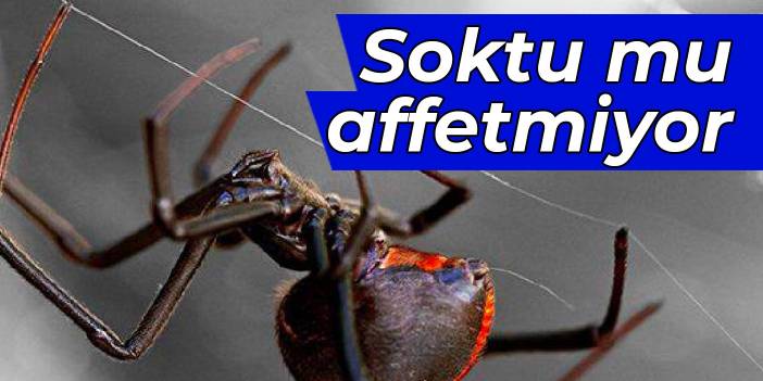 Soktu mu affetmiyor