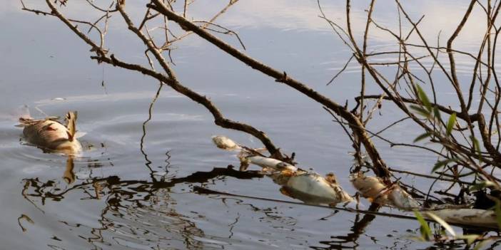Ceyhan'da arı ve balık ölümü: Kimyasal atık faciası