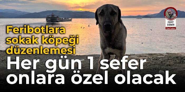 Pertek’te feribotlara sokak köpeği düzenlemesi: Her gün 1 sefer onlara ayrılacak