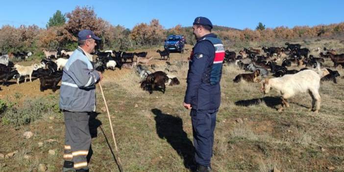 Ağıldan çıkıp giden 400 küçükbaş bulundu