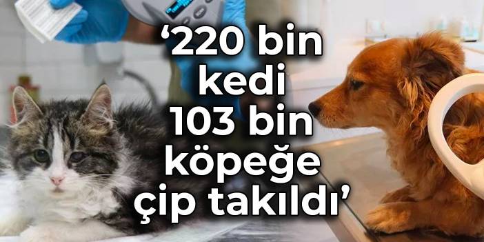 İstanbul İl Tarım Müdürü: 220 bin kedi, 103 bin köpeğe çip takıldı