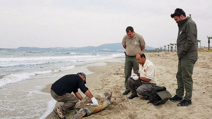 Boğazlarına olta takılan caretta carettalar öldü