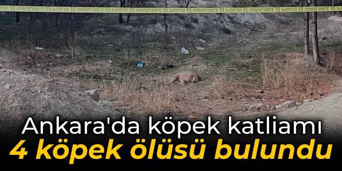 Ankara'da hayvan katliamı: Tüfekle öldürülmüş 4 köpek bulundu