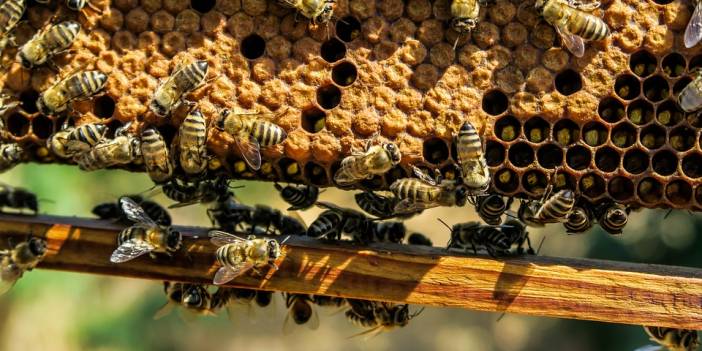 Kovandaki gizli mucize: Arı poleni ve arı ekmeği