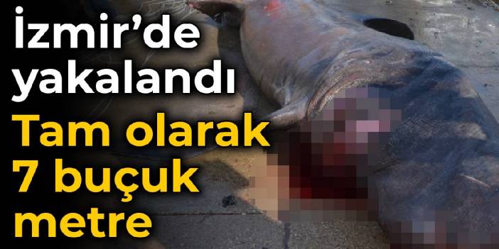 İzmir'de yakalandı: Tam olarak 7 buçuk metre