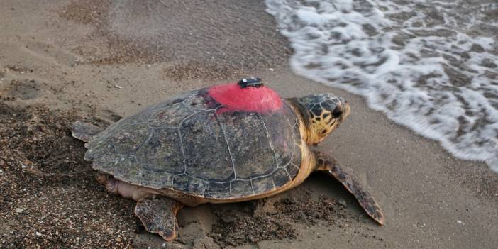 Caretta caretta 'Tuba'yı milyonlar izledi