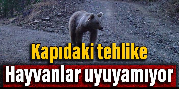 Kapıdaki tehlike: Hayvanlar uyuyamıyor