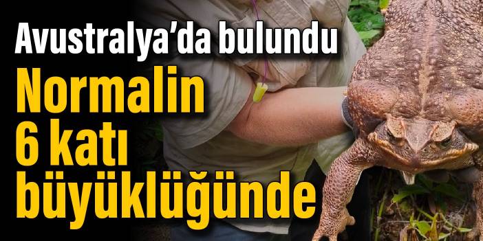 Avustralya’da bulundu: Normalin 6 katı büyüklüğünde