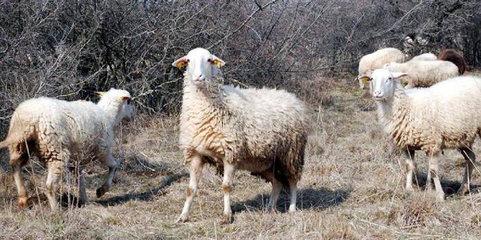 26 mahalleye 'şap' karantinası