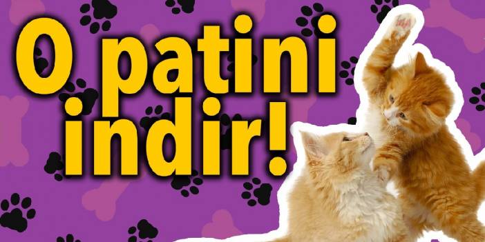 O patini indir!