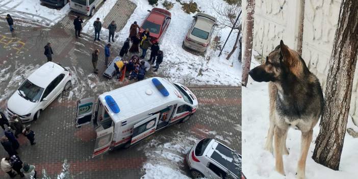 Köpek saldırısına uğrayan çocuk hayatını kaybetti