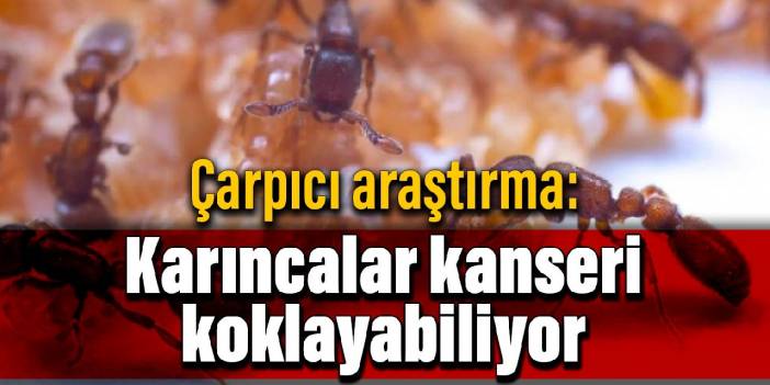 Çarpıcı araştırma: Karıncalar kanseri koklayabiliyor