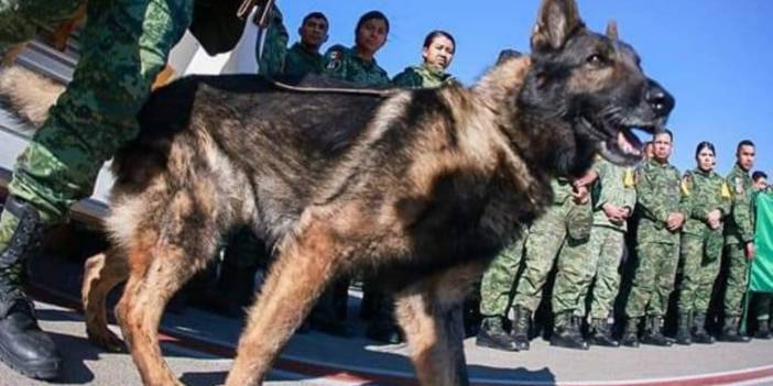 Meksika’dan gelen kurtarma köpeği Proteo yaşamını yitirdi