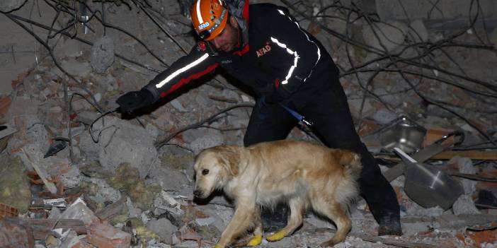 Arama kurtarma köpekleri nasıl eğitiliyor?