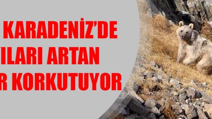 Doğu Karadeniz’de sayıları artan ayılar korkutuyor