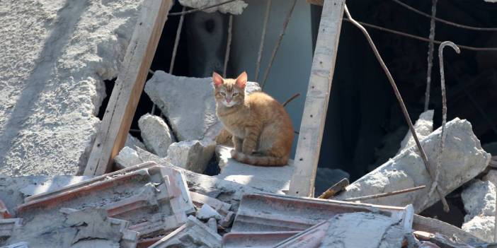 Köpekler uluyor, yılanlar ve fareler kaçıyor, inekler donuyor! Hayvanlar depremi hissedebilir mi?