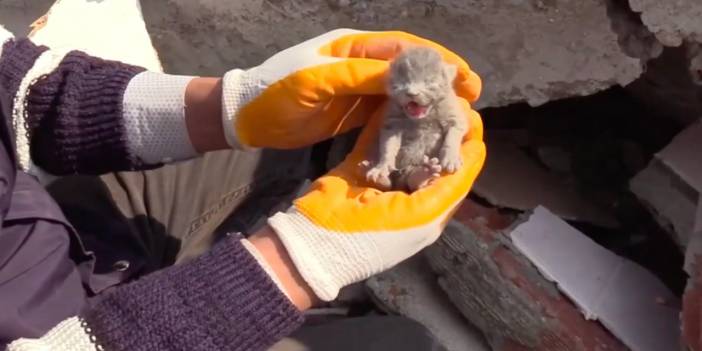 Yıkılan binada mahsur kalan 5 kedi yavrusu kurtarıldı