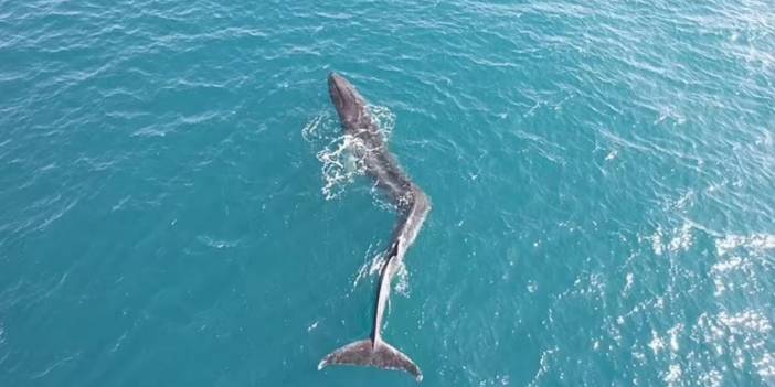 Skolyozlu balinanın gözyaşartan anları