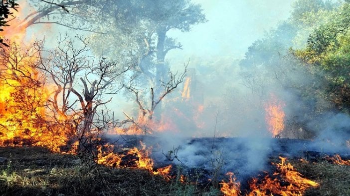 Bodrum'da 3 hektar makilik yandı