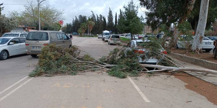 Adana’da fırtına ağaçları devirdi