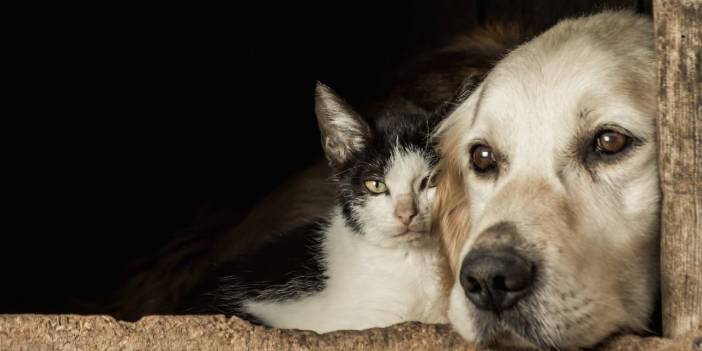 Kedi ve köpek dostlarının dikkatine! Bu hataları siz de yapıyor olabilirsiniz. Kedi köpek bakımında uyulması gerekenler...