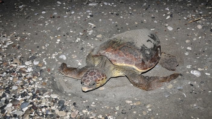 Patara Plajı'nda caretta yuvaları korumaya alındı