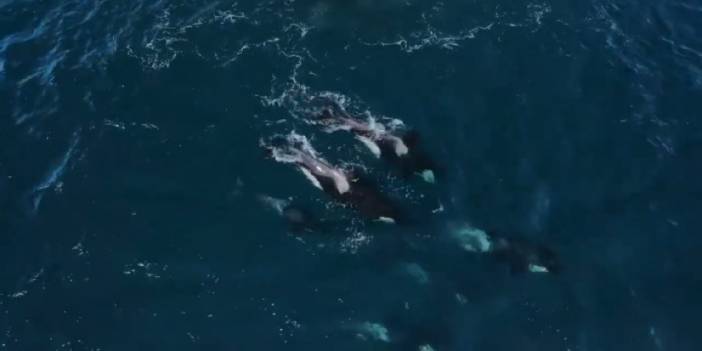 6 saatlik mücadele izlenme rekorları kırdı: 30 orka , iki dev balinaya pusu kurarak yemeye çalıştı!