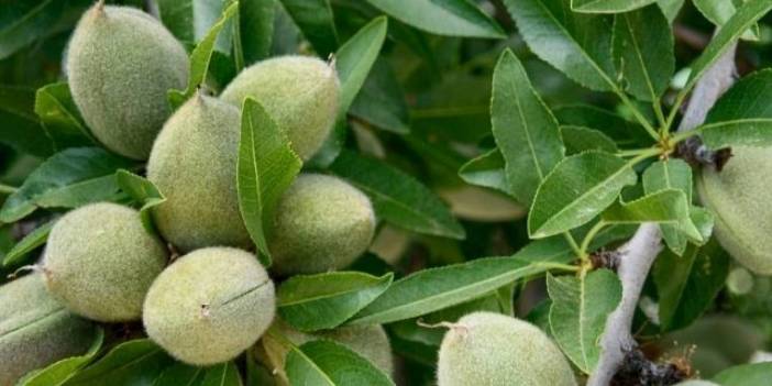 Çağla zamanı geldi: Acaba çağlanın neye iyi geldiğini biliyor musunuz? Çağla günde ne kadar tüketilirse bu sorunlara iyi gelir?