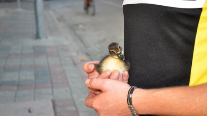 Ördek yavrusu Bursa’daki esnafın peşinden ayrılmıyor