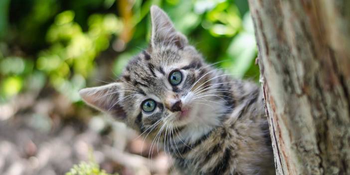 Kadıköy'ün kedileri neden ölüyor? Esrarengiz ölümler hayvanseverleri ayağa kaldırdı... Toplu kedi ölümleri araştırılıyor...