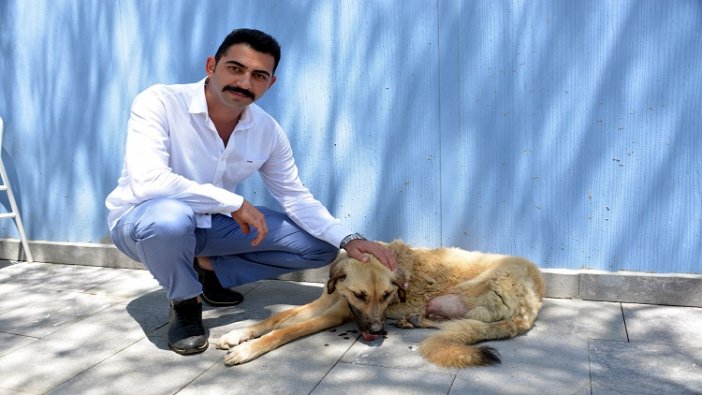 Caniliğin bu kadarı! Köpeği tüfekle vurup, bacağını kesmişler...