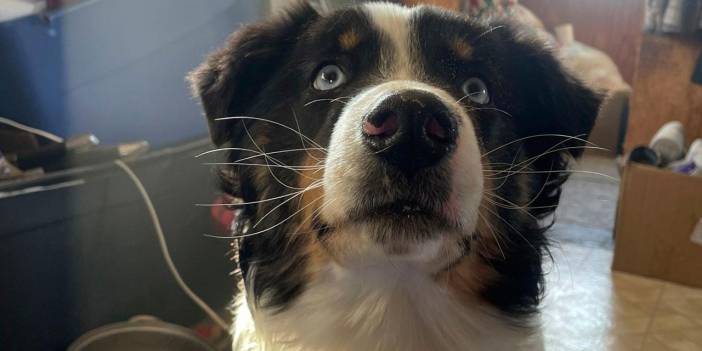 Kayıp köpek, bir ay sonra denizin diğer tarafında bulundu! 240 km'lik sır yolculuk