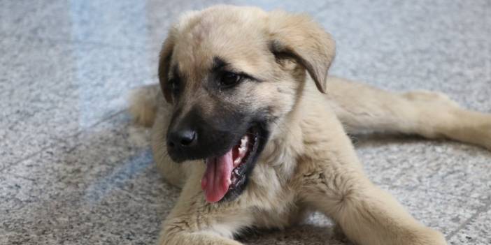 Malatya'da peşini bırakmadı, alıp Ankara'ya getirdi... İsmi de Meksika'dan