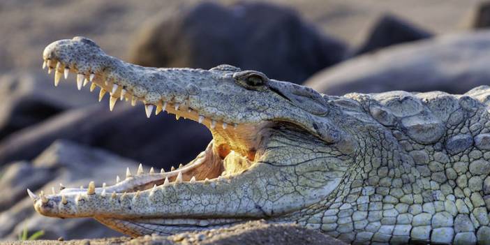 Timsah, 8 yaşındaki çocuğu ailesinin gözleri önünde yedi