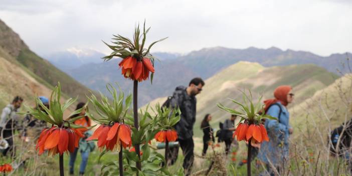 Hakkari Dağlarındaki Ters Lalelere Ziyaretçi Akını