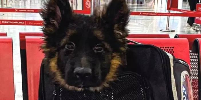 Meksika'ya giden en sevimli yolcu... Proteo'yu unutmayan Türkiye gönderdi...