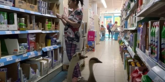 Yavruyken sahiplendiği kazları yanından ayırmıyor; parka, yürüyüşe, alışverişe...