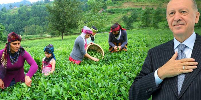Erdoğan'ın açıkladığı yaş çay fiyatı çay üreticileri memnun etmedi! 'Ne verirse versin artık kurtarmaz!