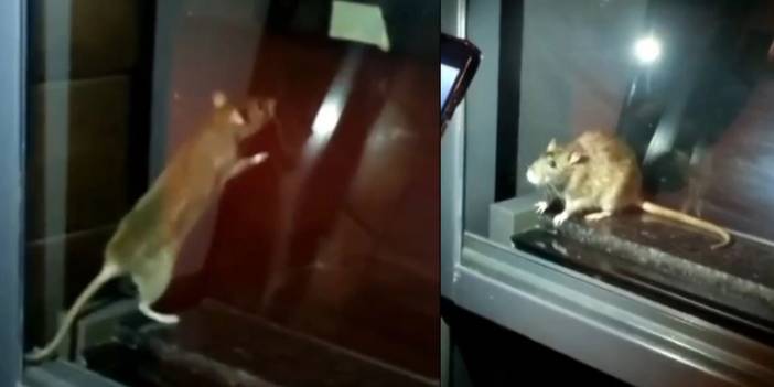 Mide bulandıran görüntüler! Fare görülen fırın mühürlendi, tüm ürünler imha edildi