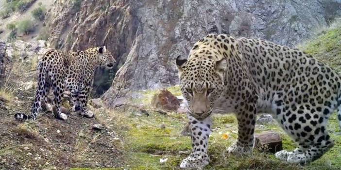 Nesli Tükendi Sanılıyordu... Anadolu Leoparı İlk Kez Bu Kadar Net Görüntülendi