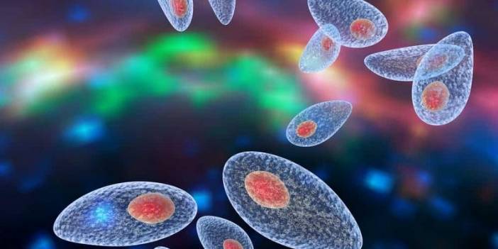 Toxoplasma gondii,diğer bir ismiyle “zihin kontrolü paraziti” belki sizi de enfekte etmiş olabilir…