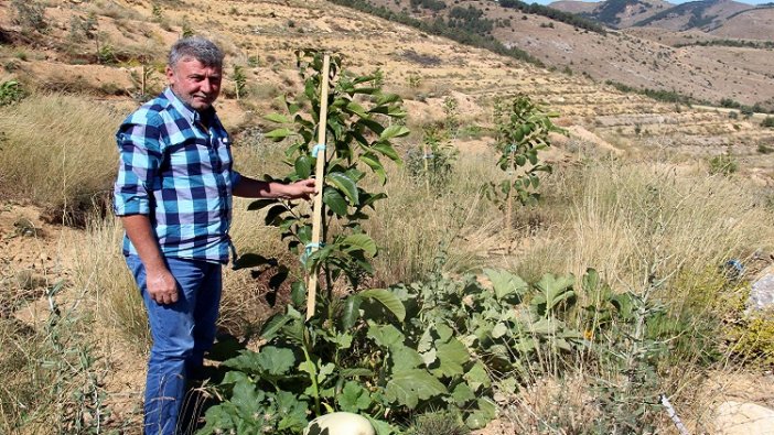 Hibe alamayınca kızdı, ceviz bahçesine kabak ekti