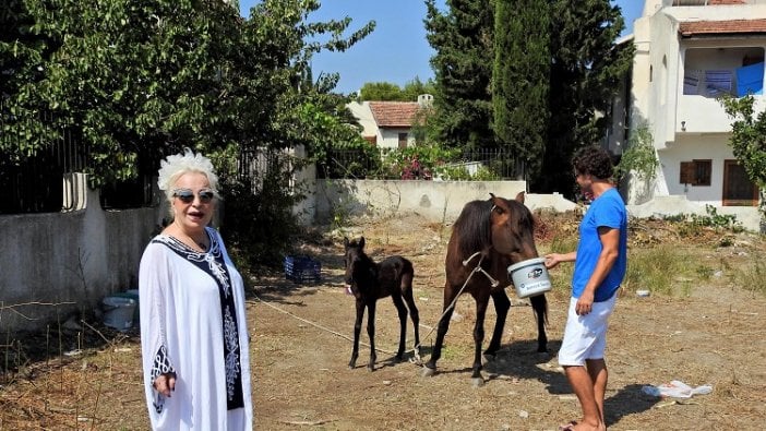 Hurdacının terk ettiği hamile atı sahiplendi