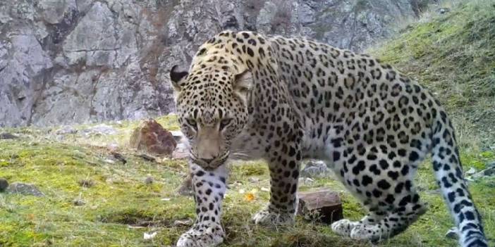 Anadolu Parsı Fotokapanın Yanına İdrarını Yaptı, Bilim İnsanları Harekete Geçti