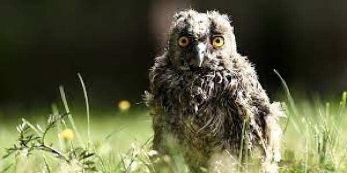 Düzce'de yaralı bulunan "Cingöz" iyileşip doğaya kanat çırpacak